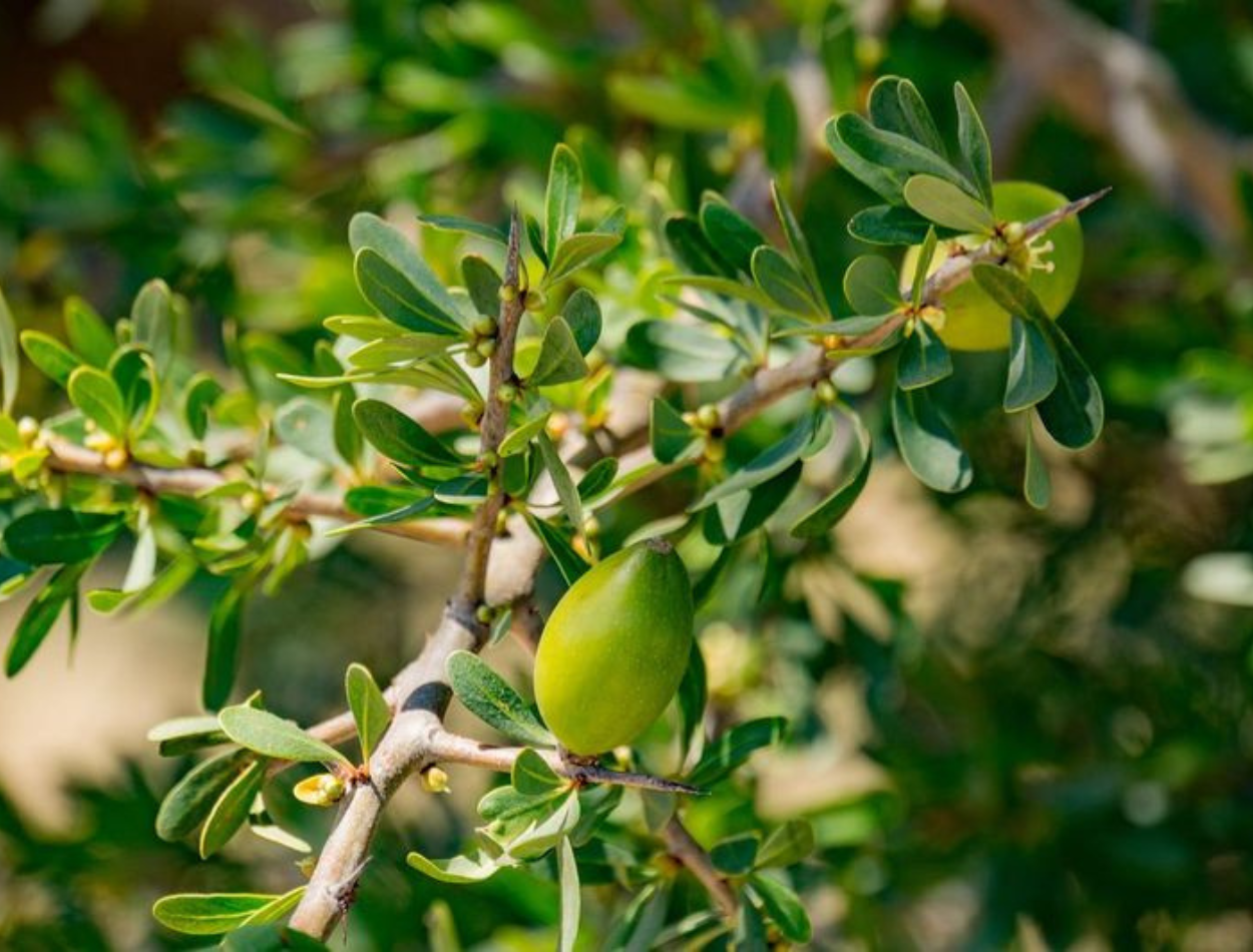 Why Desert Plants Are Superheroes for Your Skin