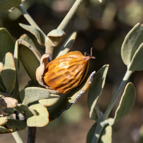 Jojoba Oil: The Natural Magic for Skin