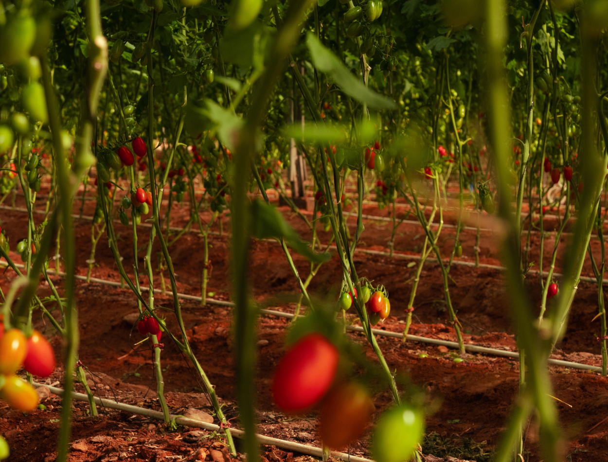 How Kalia Transformed Desert into Farmland