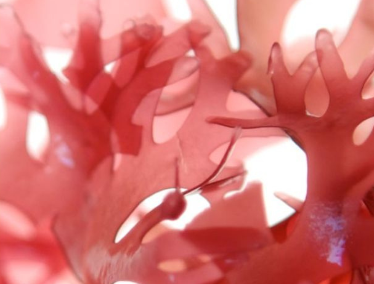 The Science Behind Red Algae: A Skincare Powerhouse